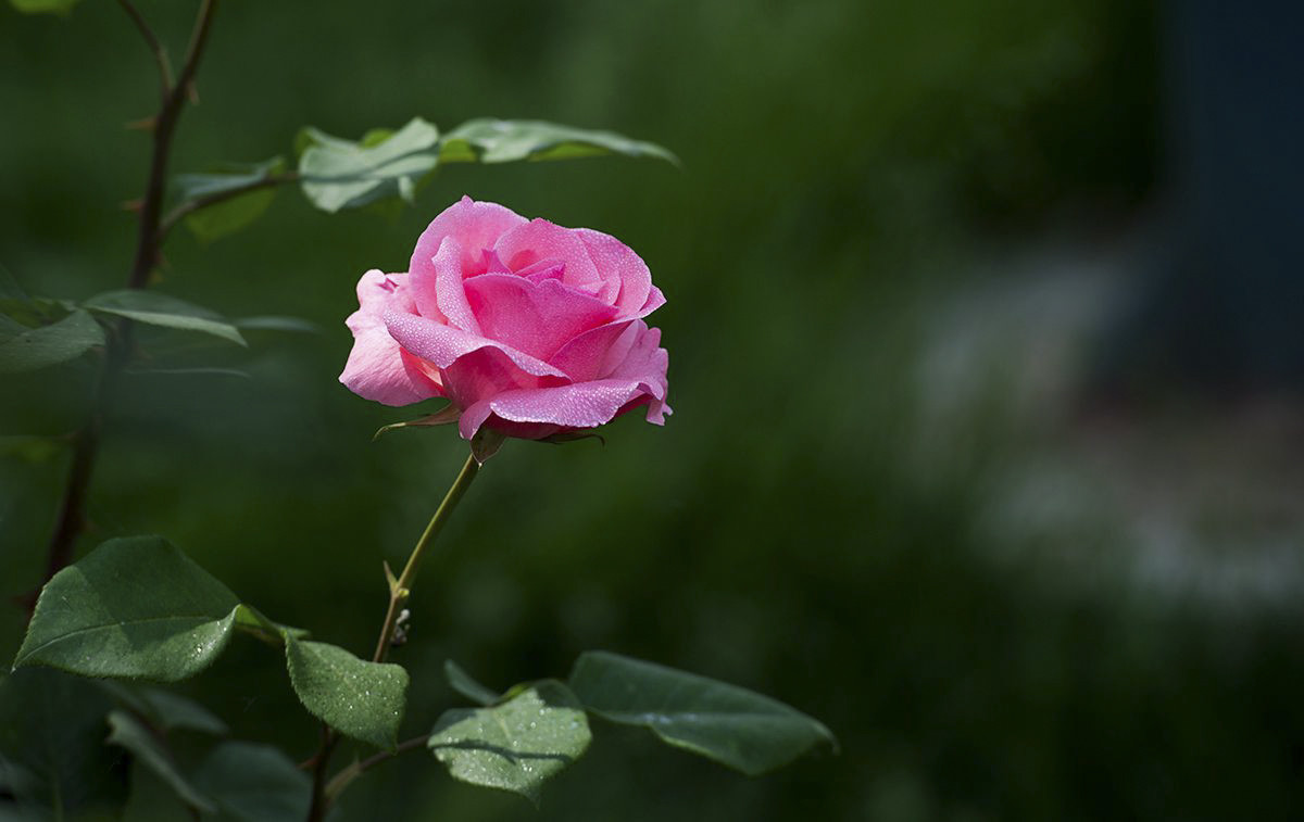 《一枝花》二胡伴奏
